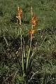 Watsonia pillansii