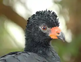 Wattled curassow femaleNote dark bill and orange cere