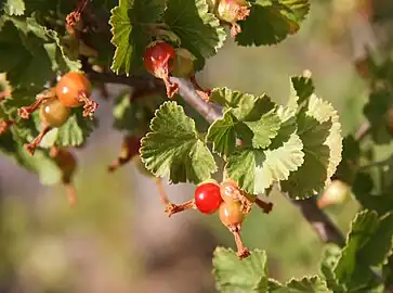 Berries with dried flower remnant