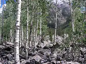 Aspen Weminuche Wilderness