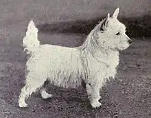 A black and white photograph of a small white terrier, looking very similar to the modern breed