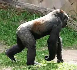 A western lowland gorilla knuckle-walking