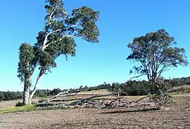 A small savanna (grassy woodland) near Lizard Log