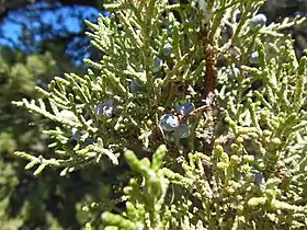 Leaves and cones