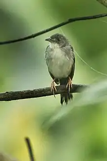 A whistling cisticola perched on a branch