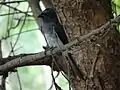 White-Bellied Drongo, (Perundurai)