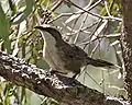 White-browed babbler