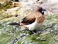 Adult of unidentified subspecies taking a bath