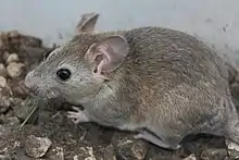 A small, brownish-grey rat photographed from its side. Its ears are nearly as large as its head.