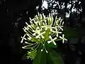 White Ixora