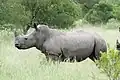 White rhinoceros