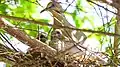 Bird on nest with two chicks