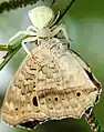 White crab spider preying on a lemon pansy