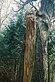 The Whitefield Green Man, woodcarving by Paul Sivell