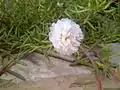 Portulaca Grandiflora white variety in Pakistan