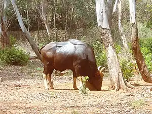 Gaur