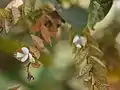 Papilionaceous flowers emerging from bracts