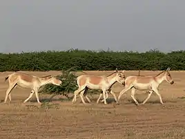 A group of female asses breaking into a run