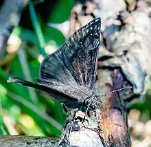 Wild indigo duskywing (Erynnis baptisiae)