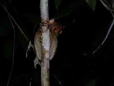 Brown tarsier