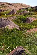 Wildflowers in Kugluktuk