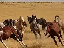 Wild Horses of Saylor Creek