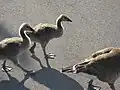 Canada Geese, Pier 4 Park