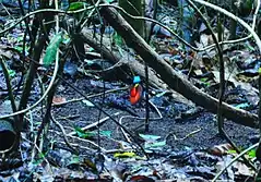 Wilson's bird-of-paradise at Waigeo Raja Ampat, 2015