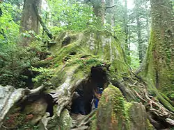 Wilson's Stump was a sugi tree on Yaku Island estimated to be over 2,000 years old when cut