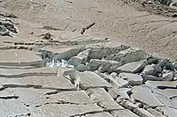 Seracs in firn at 3,050 metres (10,000 feet) on the Winthrop Glacier of Mount Rainier in Washington, USA