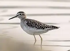 Stilt Sandpiper