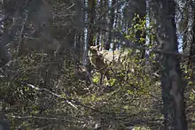 Woodland Caribou on Holt Lake, Manitoba