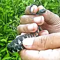 Xenochrophis trianguligerus from East Borneo