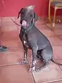 Xoloitzcuintle