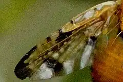 Wing detail