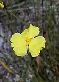 Xyris gracilis flower