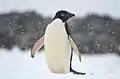 Adelie penguin in the Yalour Islands