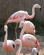 Flamingos.