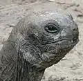 Aldabra giant tortoise (Aldabrachelys gigantea)