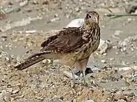 Juvenile in Panama