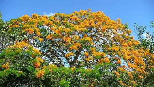 Delonix regia var. flavida is a rarer, yellow-flowered variety