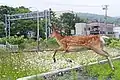 A yezo sika deer is running away in Wakkanai city.