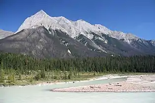 Invaded pine tree forest on the slopes of Chancellor Peak in Yoho National Park, Canada