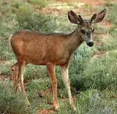 Young deer in grass