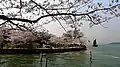 Wuxi Taihu Lake Changchun Bridge during cherry blossom blooming season (2012)