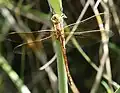 Teneral female