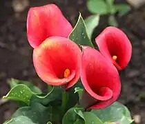 Calla - Zantedeschia 'Majestic Red'