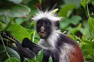 The red colobus of Zanzibar (Procolobus kirkii), taken at Jozani Forest