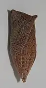 Lateral side of a chrysalis