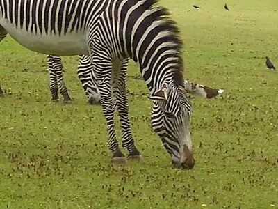 Image 92A zebra grazing at Marwell Zoological Park (from Portal:Hampshire/Selected pictures)